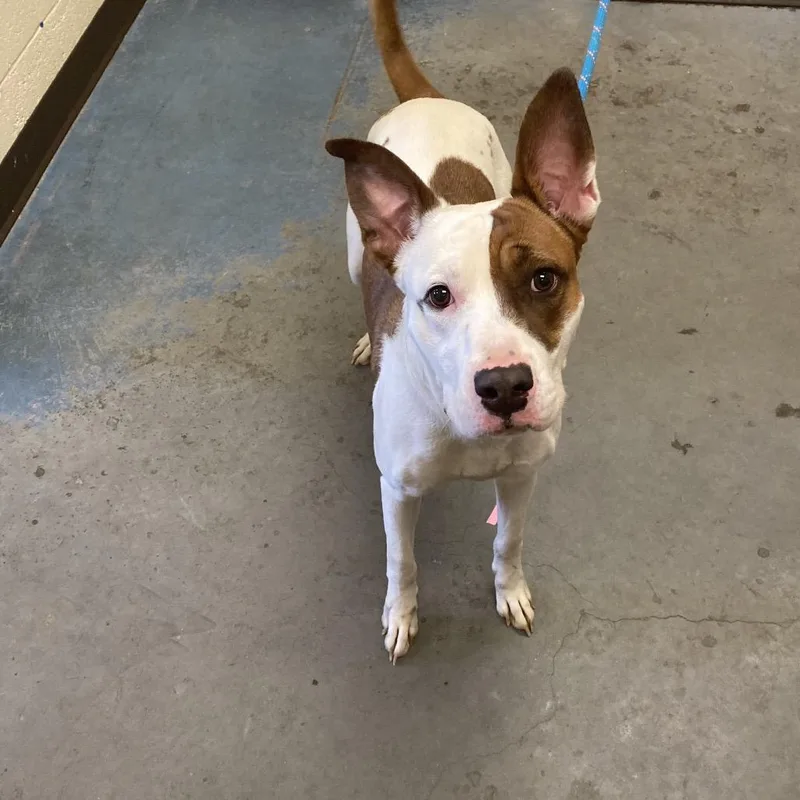 A young medium-sized female White / Cream Mixed Breed dog named Queen for adoption in Memphis, TN
