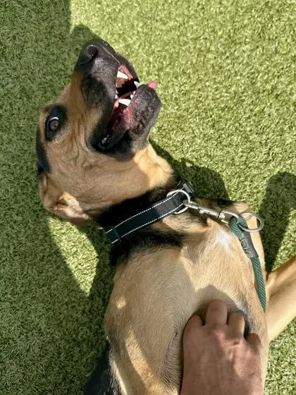 An adult large-sized male Black Mixed Breed dog named Sir. Richfield for adoption in Wichita, KS