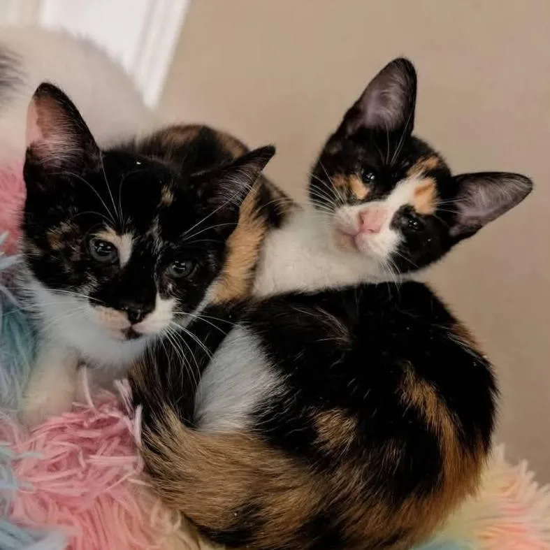 A baby small-sized female Calico Domestic Short Hair cat named Savannah & Sierra for adoption in Mabank, TX