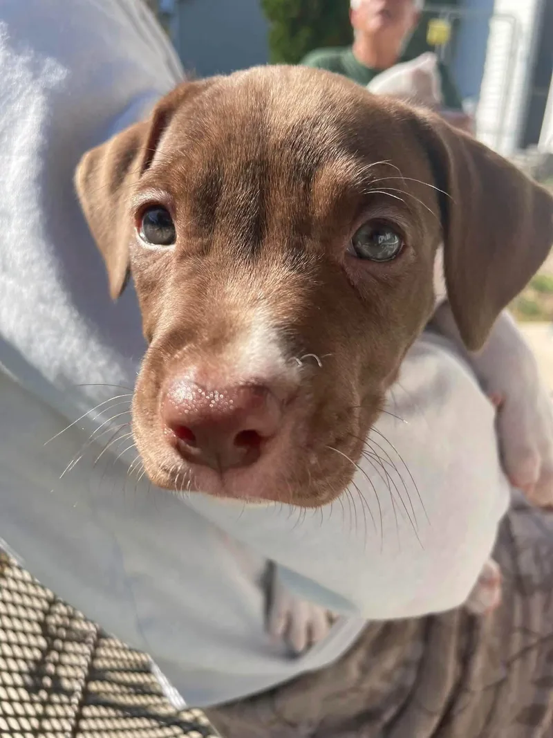A baby medium-sized female Pit Bull Terrier dog named Darla for adoption in New London, WI