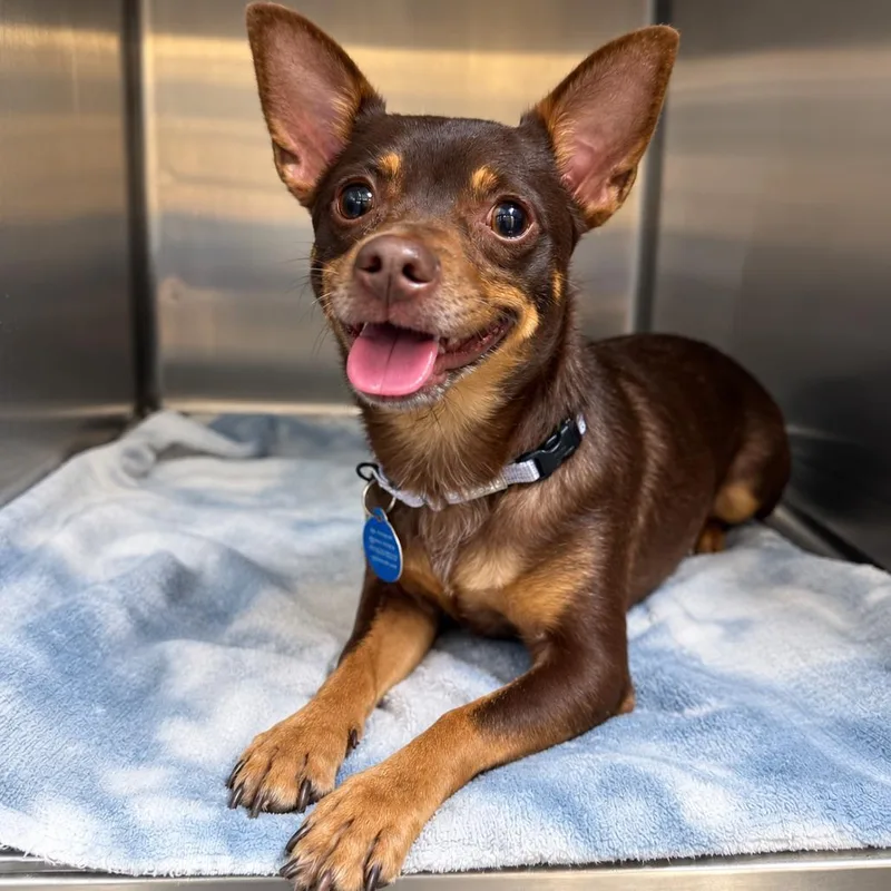 An adult small-sized female Brown / Chocolate Chihuahua dog named Grizzel for adoption in Fredericksburg, VA
