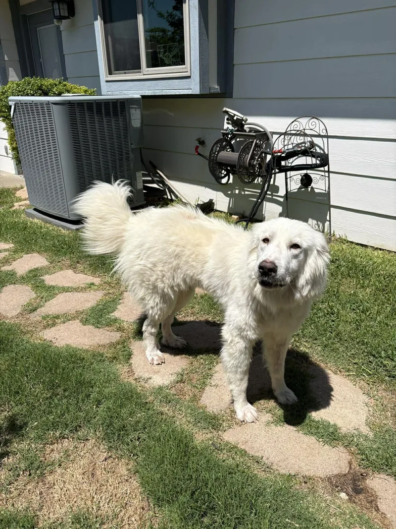 A young large-sized female Great Pyrenees dog named Alaska Dfw for adoption in Quinlan, TX