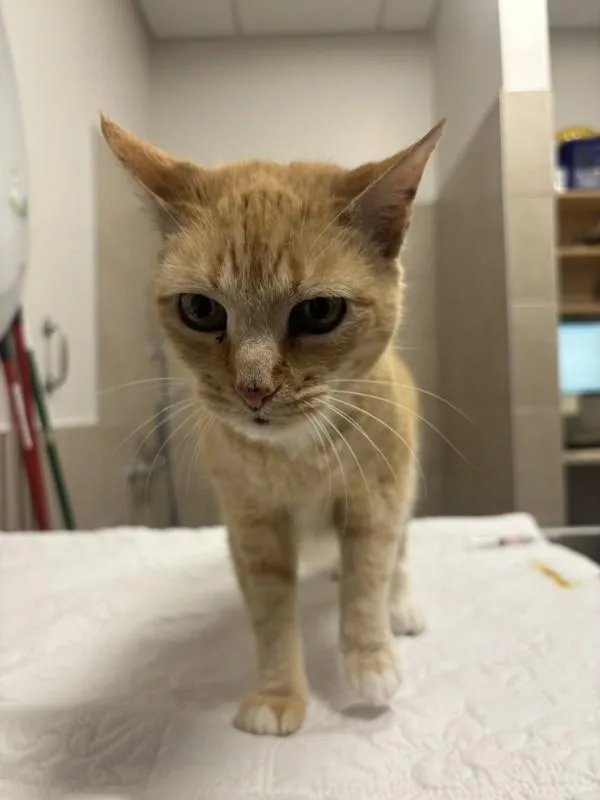 An adult medium-sized female Domestic Short Hair cat named Carolina for adoption in Stratham, NH