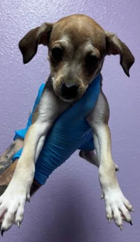 A baby small-sized female Yellow / Tan / Blond / Fawn Mixed Breed dog named 60791658 for adoption in El Paso, TX