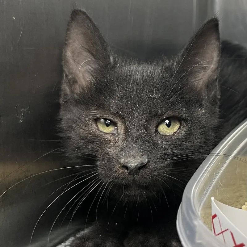 A baby small-sized male Black Domestic Short Hair cat named Aster for adoption in Palm Springs, CA