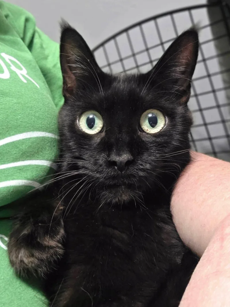 An adult medium-sized female Black Domestic Short Hair cat named Hayden for adoption in Johnson City, TN