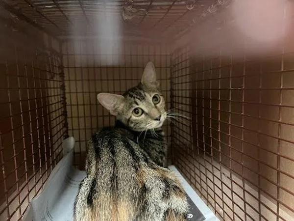 A baby small-sized female Domestic Short Hair cat named Keira for adoption in Austin, TX