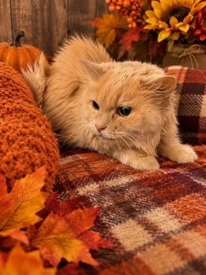 An adult large-sized female Domestic Long Hair cat named JoJo for adoption in Belleville, MI