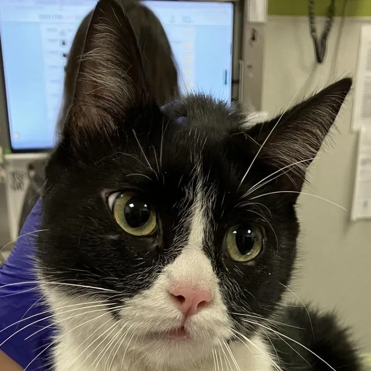 A young medium-sized female Black Domestic Medium Hair cat named 111946 for adoption in Las Cruces, NM