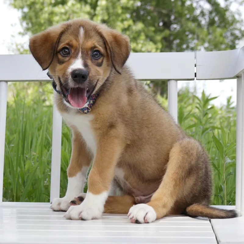 A baby medium-sized male Great Pyrenees dog named Classic Authors Litter for adoption in Savage, MN