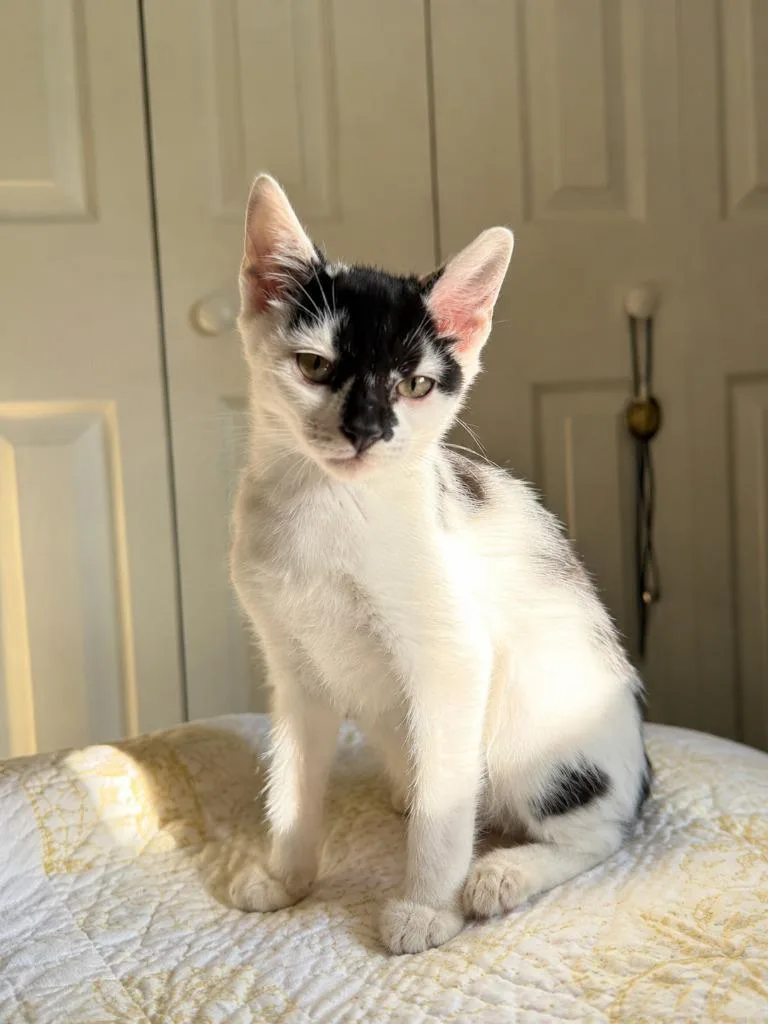A baby medium-sized male Domestic Short Hair cat named Knox for adoption in Parkville, MD
