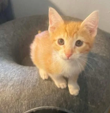 A baby medium-sized male Orange & White Domestic Short Hair cat named Hank for adoption in Warr Acres, OK