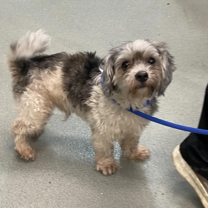 An adult small-sized male Lhasa Apso dog named Anthony for adoption in Westminster, CA