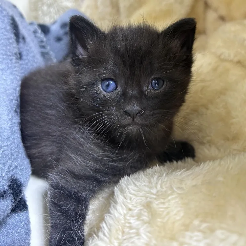 A baby small-sized male Black Domestic Short Hair cat named Blackie for adoption in Mocksville, NC
