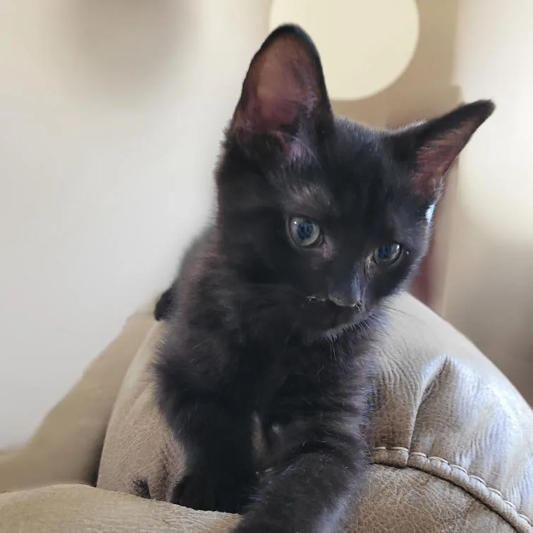 Blackie thumbnail 2