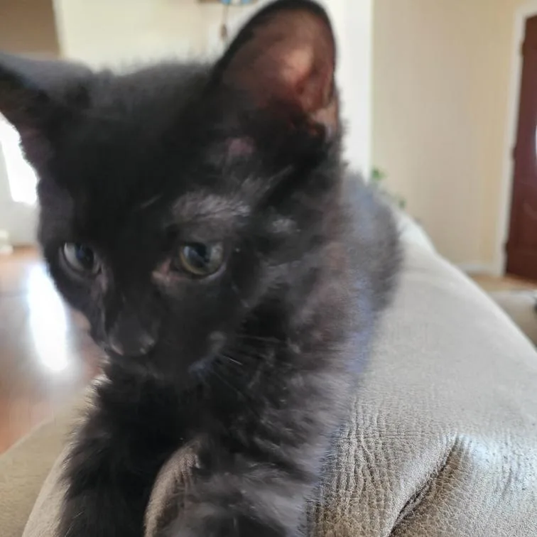 Blackie thumbnail 4