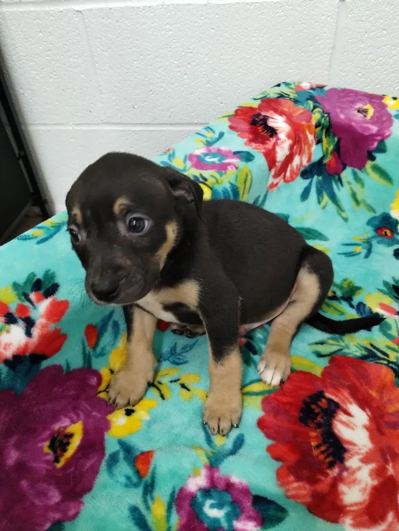 A baby medium-sized male Mixed Breed dog named Saturn for adoption in York, SC
