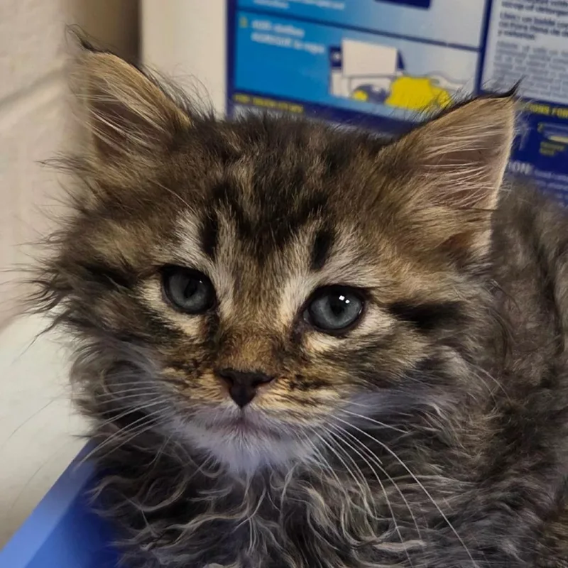 A baby small-sized female Brown / Chocolate Domestic Short Hair cat named Jordan for adoption in Zanesville, OH