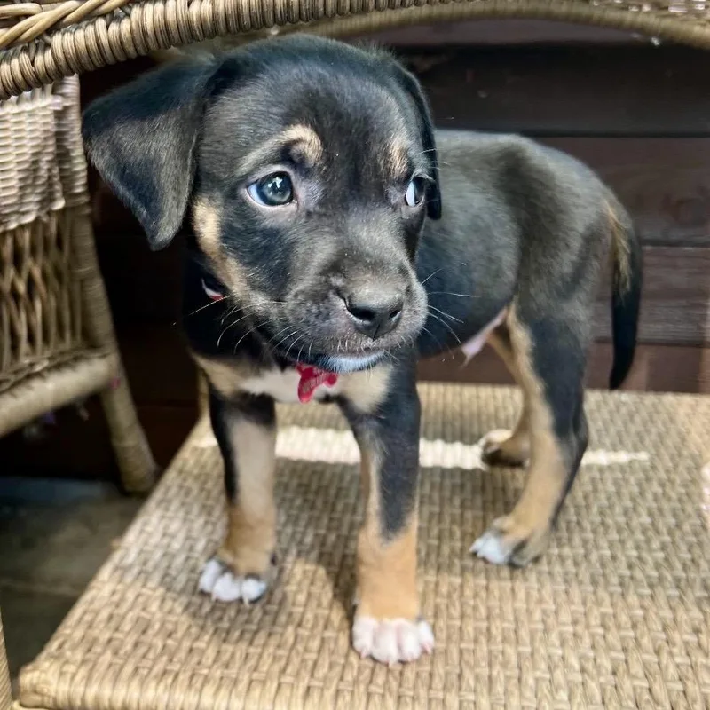 A baby medium-sized male Yellow / Tan / Blond / Fawn Mixed Breed dog named Bon Bon for adoption in Portland, OR