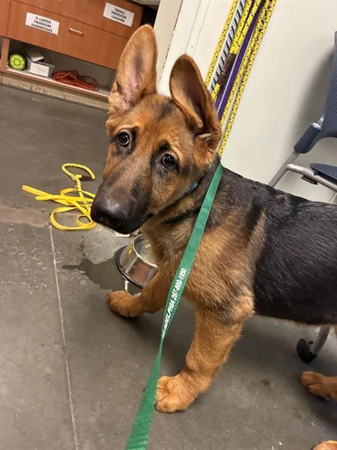 A baby medium-sized female German Shepherd Dog dog named Raisin for adoption in Santa Cruz, CA