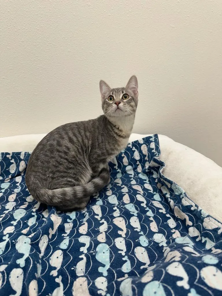 A baby small-sized female Tabby cat named Papaya for adoption in Newberg, OR