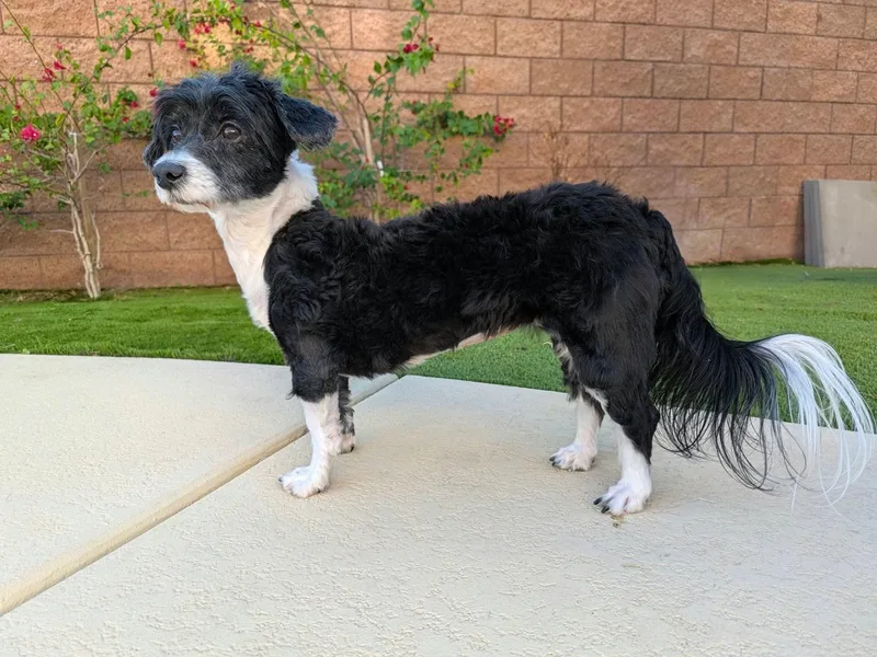 An adult small-sized female Terrier dog named Lalla for adoption in Las Vegas, NV