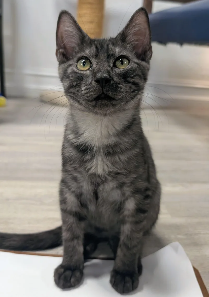 A baby medium-sized male Tabby (Gray / Blue / Silver) Domestic Short Hair cat named Sullivan for adoption in Palm Harbor, FL