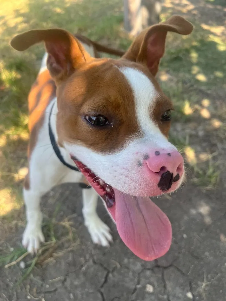A baby medium-sized male Boston Terrier dog named Massachusetts for adoption in New Braunfels, TX