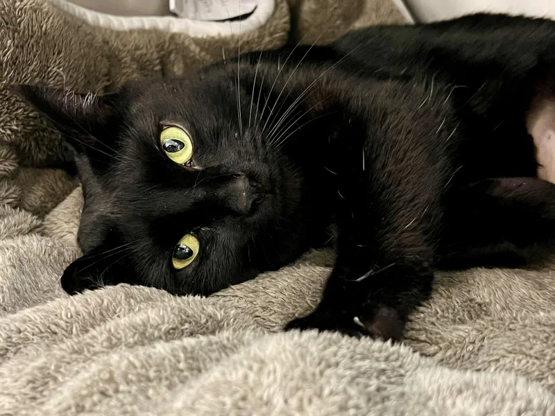 An adult medium-sized female Black Domestic Short Hair cat named Pat for adoption in Frederick, MD