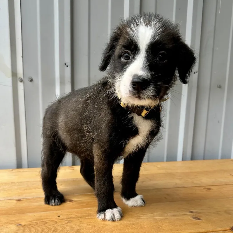 A baby small-sized female Black German Shepherd Dog dog named Cotton Candy PR for adoption in Union, MO