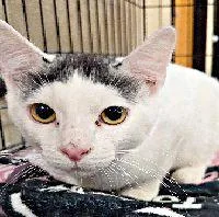 A young medium-sized male Gray & White Domestic Short Hair cat named Spot for adoption in Henderson, NV