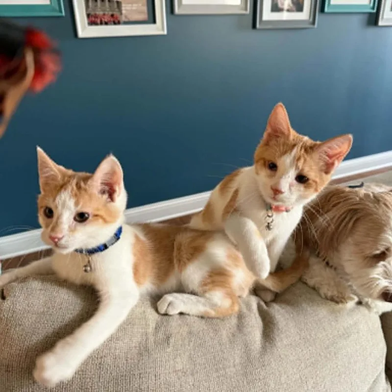 A baby small-sized male Orange / Red Domestic Short Hair cat named Garrett for adoption in La Grange, KY