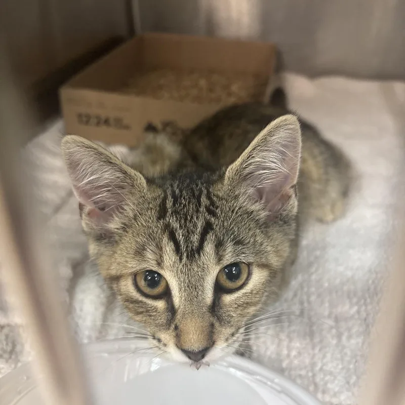 A baby small-sized female Brown / Chocolate Domestic Short Hair cat named Pickle for adoption in Newark, NJ