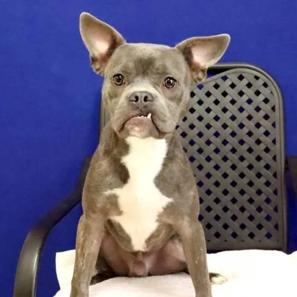 An adult medium-sized male Pit Bull Terrier dog named Dentist for adoption in Fort Davis, TX