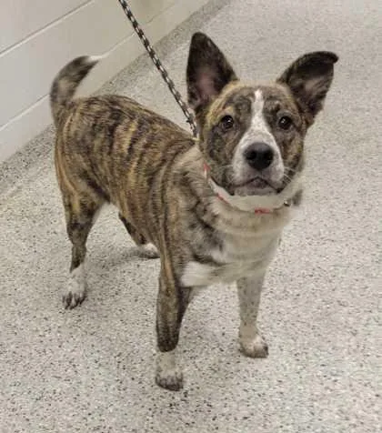 A young large-sized female Brown / Chocolate Mixed Breed dog named Shirley for adoption in Kansas City, MO