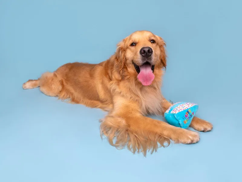A young large-sized male Golden Retriever dog named Ferris Bueller for adoption in Palo Alto, CA