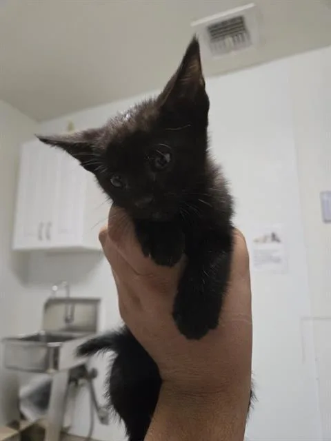 A baby small-sized female Domestic Short Hair cat named A for adoption in Bakersfield, CA