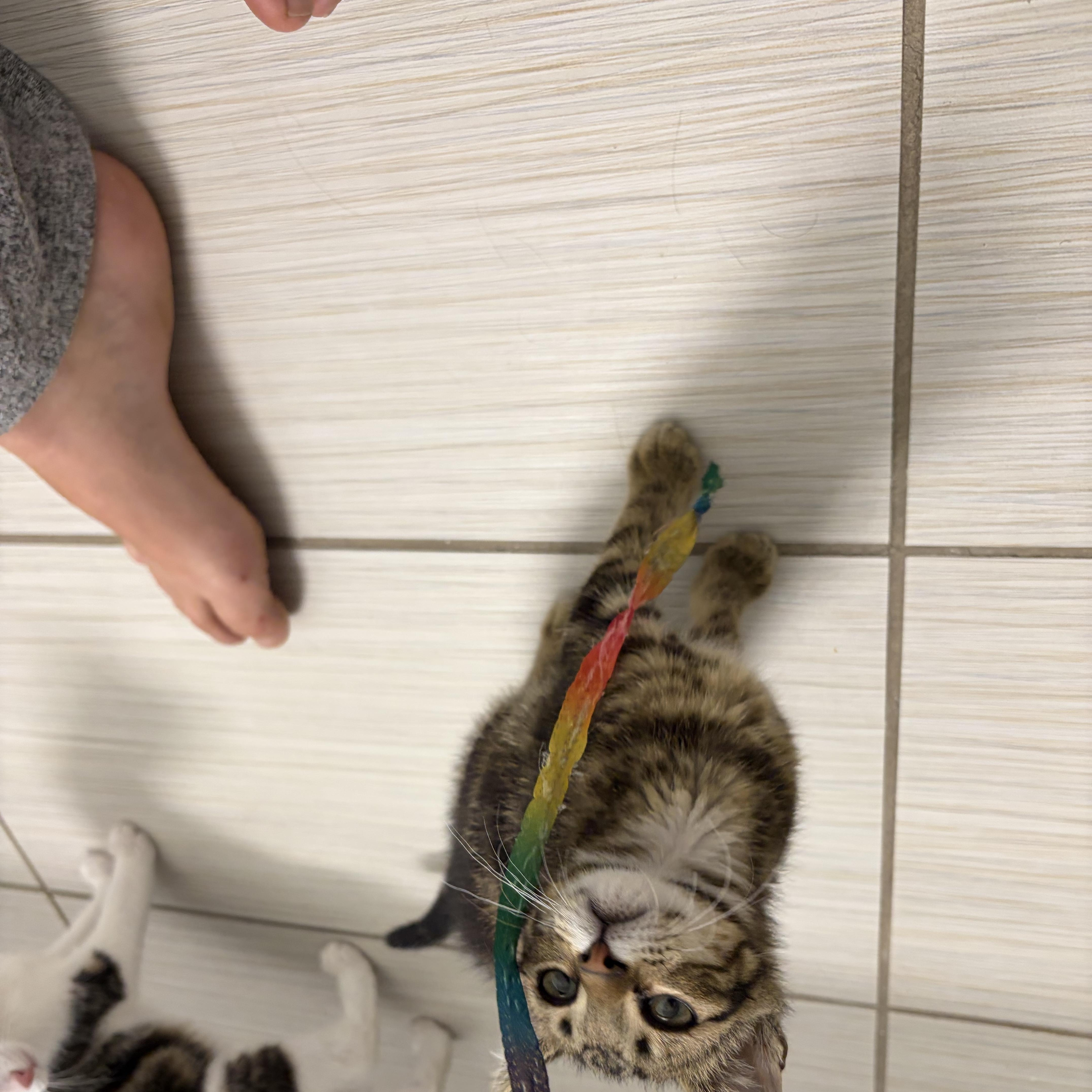 A young medium-sized male Domestic Short Hair cat named Rascal for adoption in Denver, CO