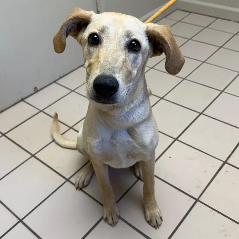 A young medium-sized female Yellow / Tan / Blond / Fawn Labrador Retriever dog named TUSCStray for adoption in Tuscaloosa, AL