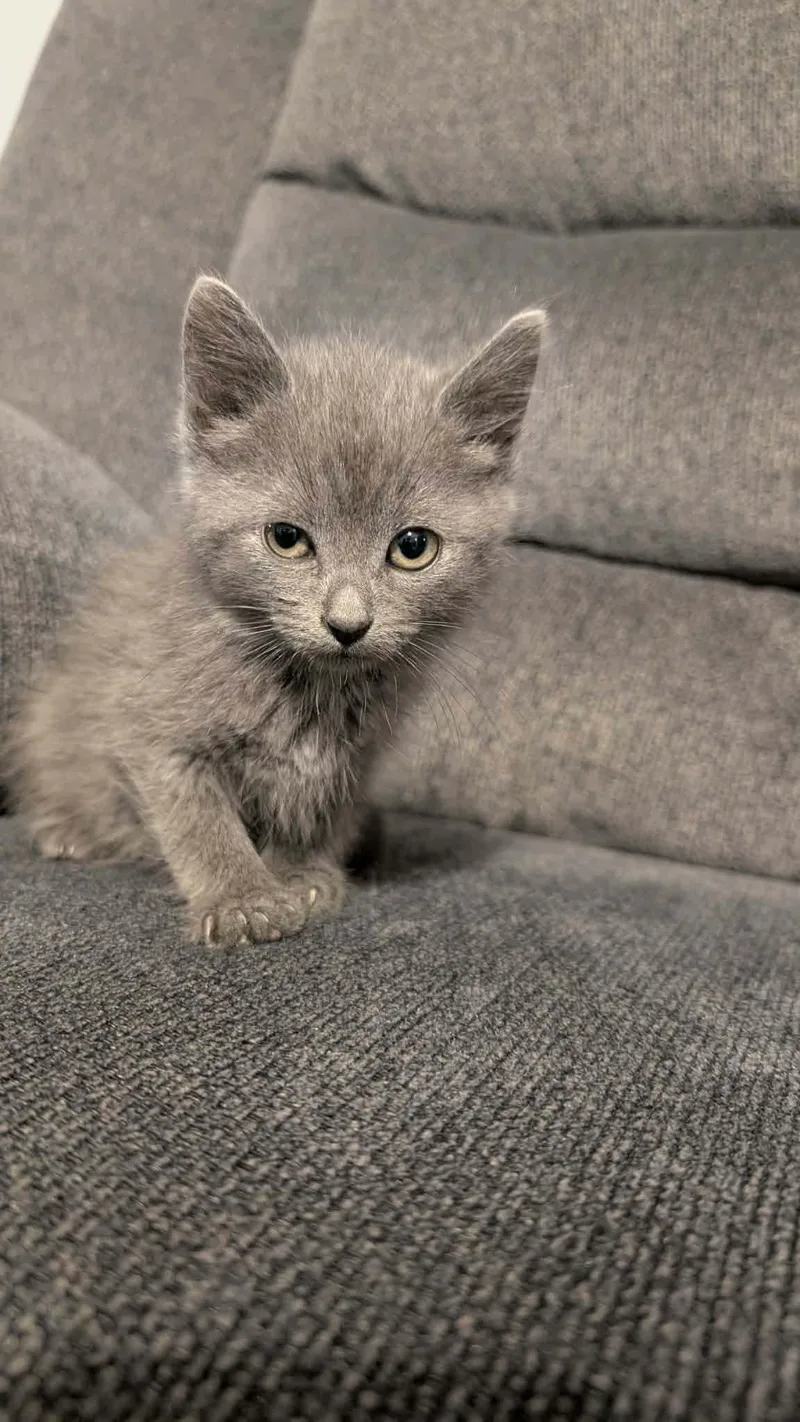 A baby small-sized female American Shorthair cat named Emma for adoption in Clymer, PA