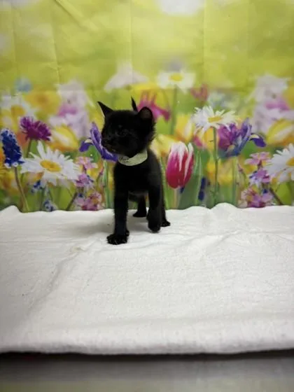 A baby small-sized female Domestic Short Hair cat named Katsu for adoption in San Antonio, TX