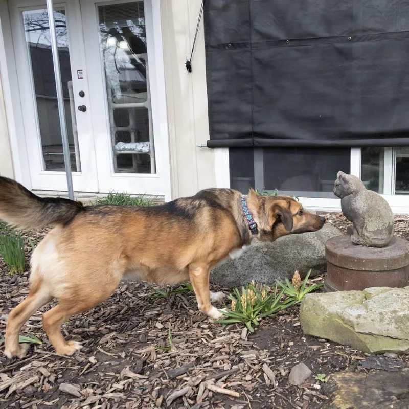 Sadie Mae thumbnail 2