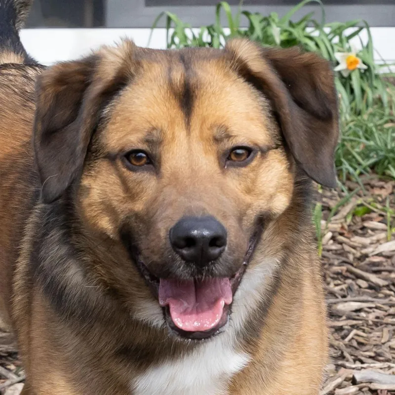 Sadie Mae thumbnail 3