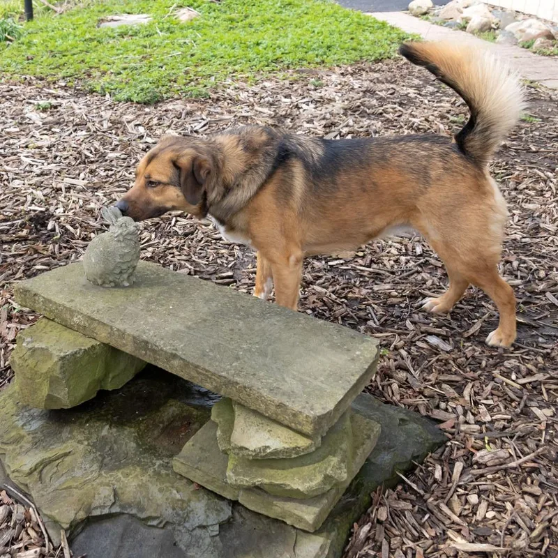 Sadie Mae thumbnail 4