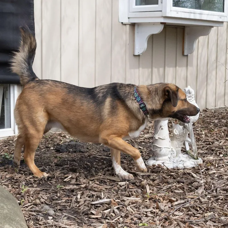 Sadie Mae thumbnail 6