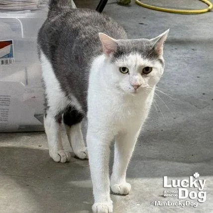 An adult medium-sized male Gray & White Domestic Short Hair cat named Iron Man for adoption in Washington, DC