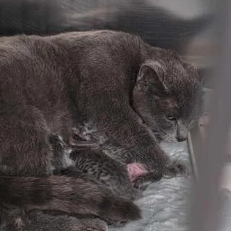 An adult small-sized female Gray / Blue / Silver Domestic Short Hair cat named Whisper for adoption in Hemet, CA