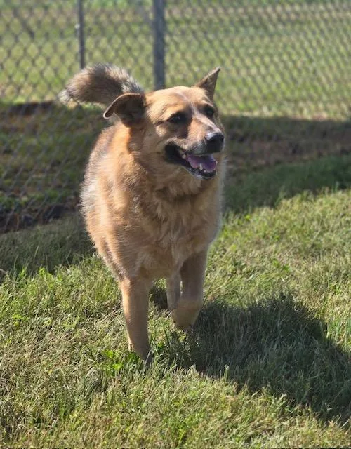 A senior medium-sized female Cattle Dog dog named Clementine for adoption in Winchester, KY