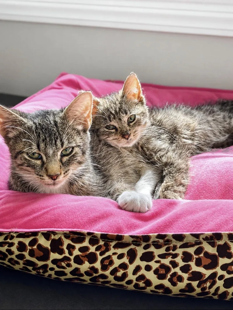 A baby large-sized male Tabby (Brown / Chocolate) Domestic Short Hair cat named Reese and Muffin for adoption in Rochester Hills, MI