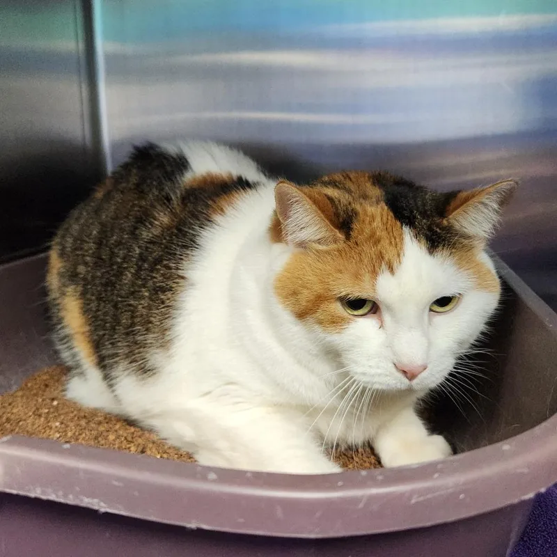 A senior large-sized female Calico Domestic Short Hair cat named Olivia for adoption in Grand Rapids, MI